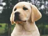 puppy
